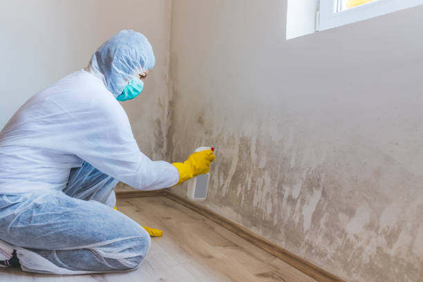 Licensed Mold Cleanup service in Fountain, NC - WQB Mold Removal