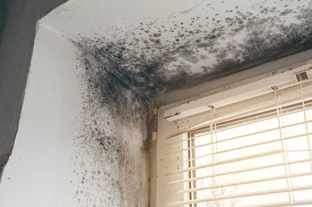 Affordable Mold Cleanup solutions in Fountain, NC